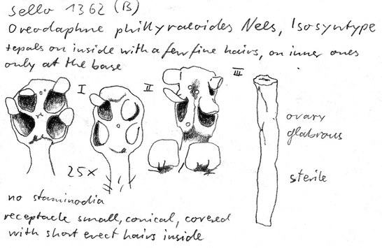 Vorschaubild Oreodaphne phillyreoides Nees